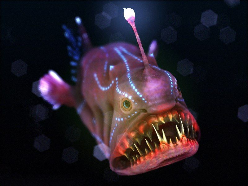 Females are usually much larger than the male anglerfish