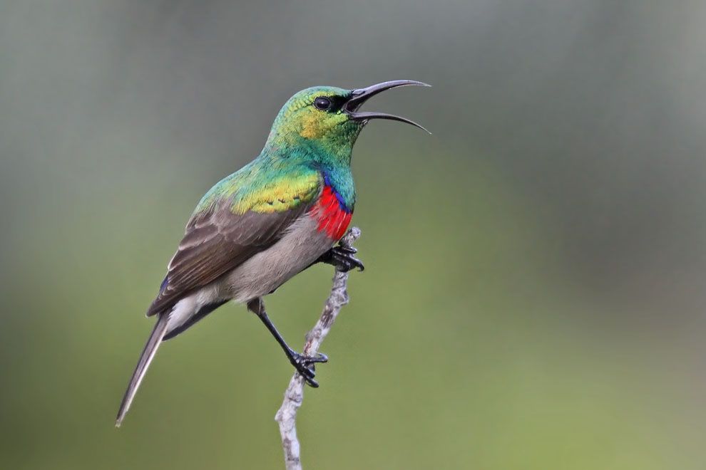 These birds can be found in a wide variety of habitats