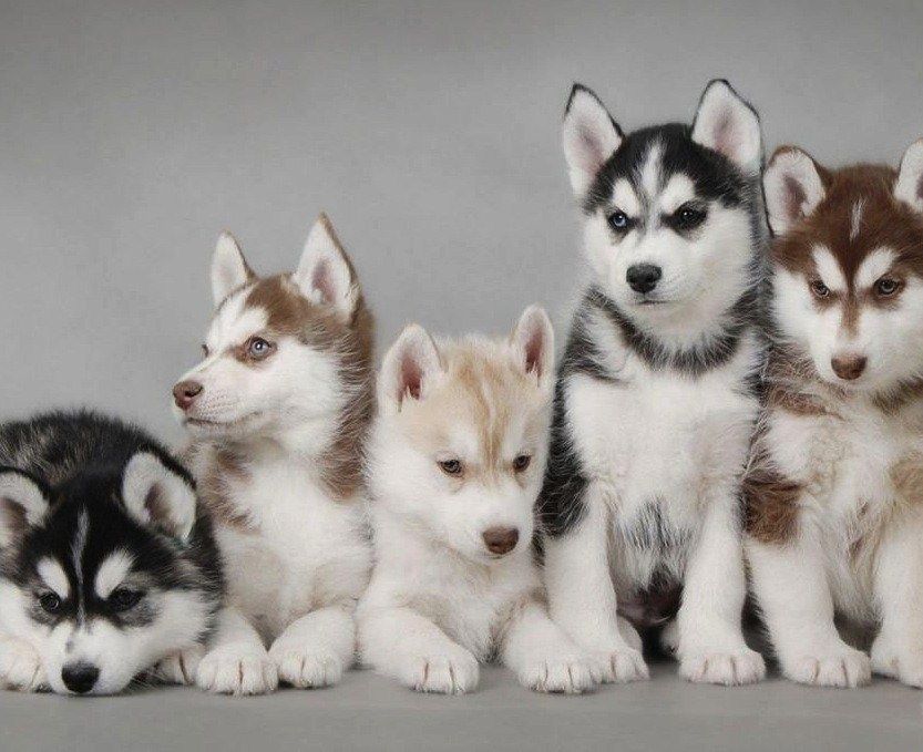 Siberian Huskies originated in Northeast Asia