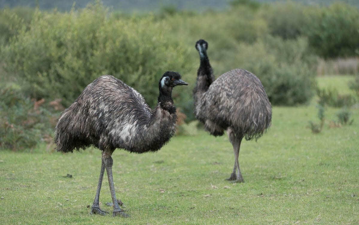 These birds are native to the country down under