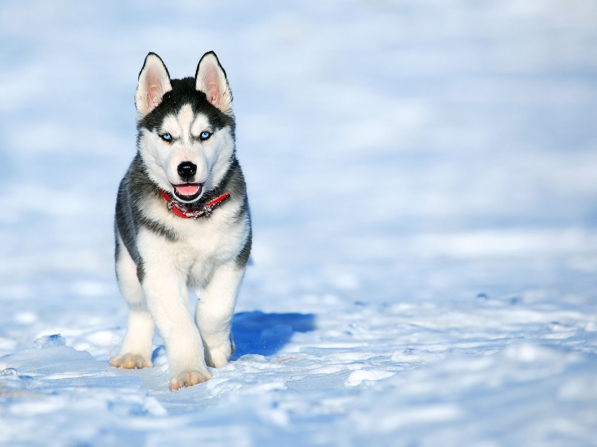 These amazing dogs were bred as sled-dogs