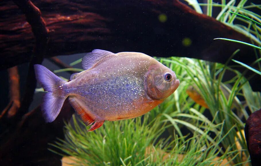 Are all piranhas dangerous?