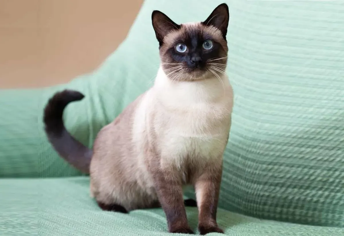 The breed was derived from an old cat breed from Thailand