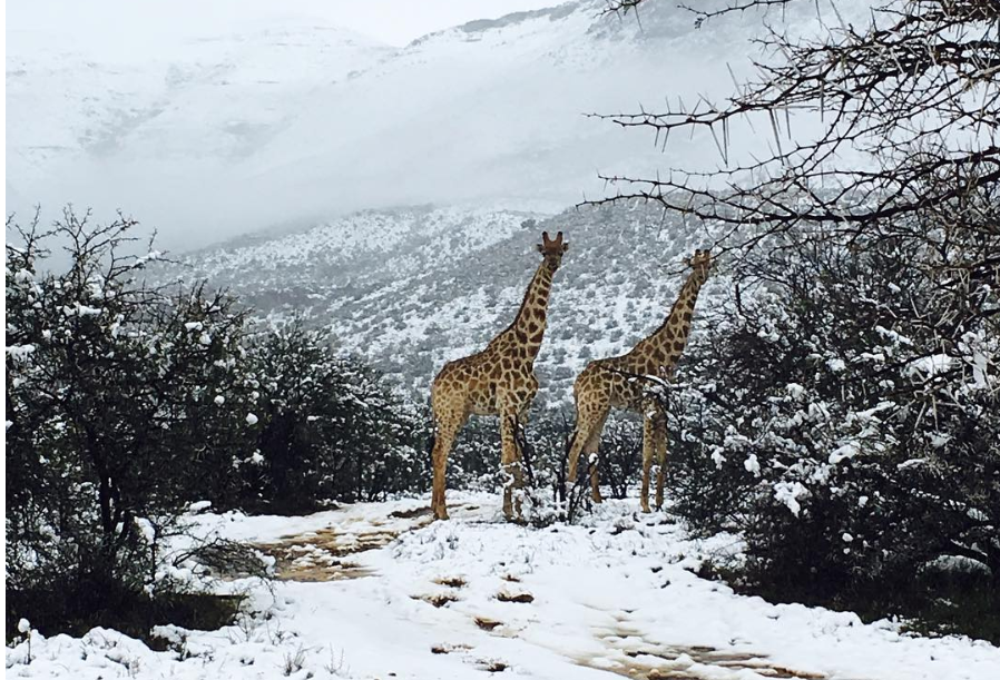 Snow in Africa