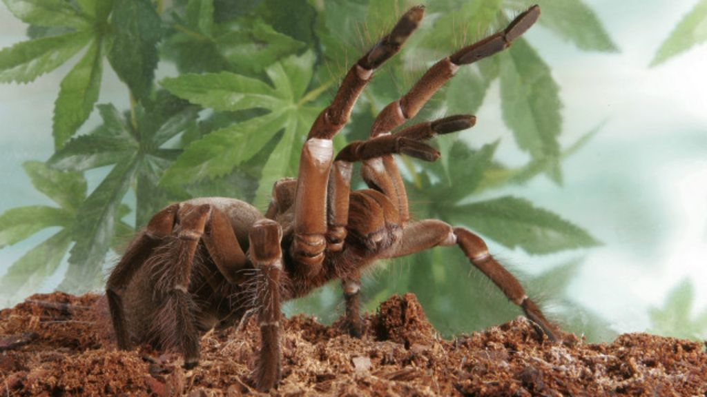 Goliath Birdeater