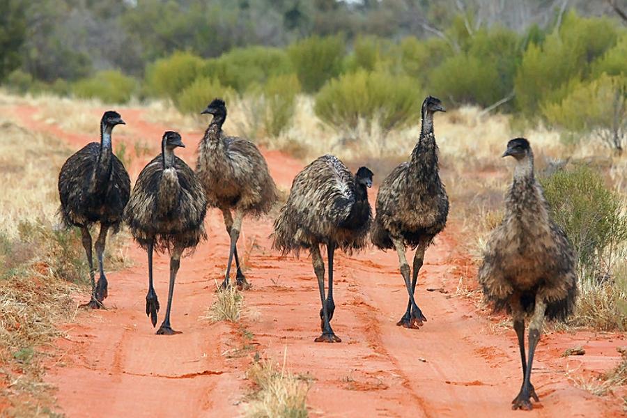 The male emu takes care of the incubation and the young