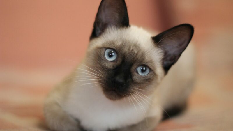 Top 7 Beautiful Facts About Siamese Cats
