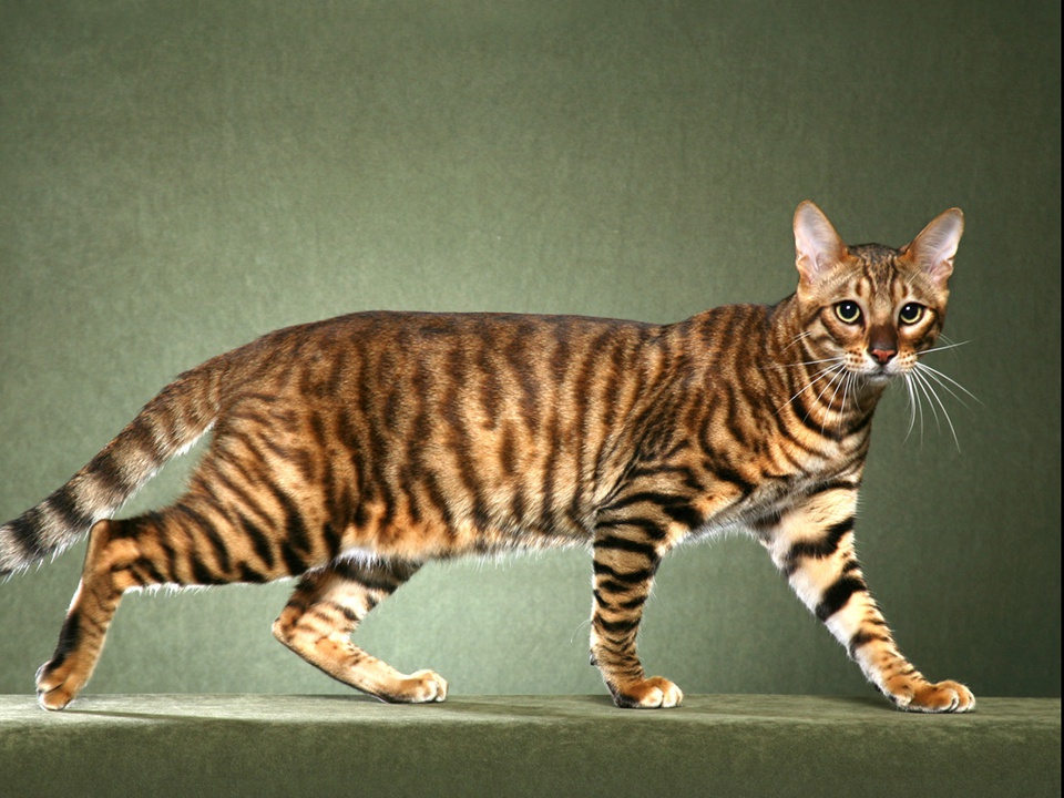 Toyger