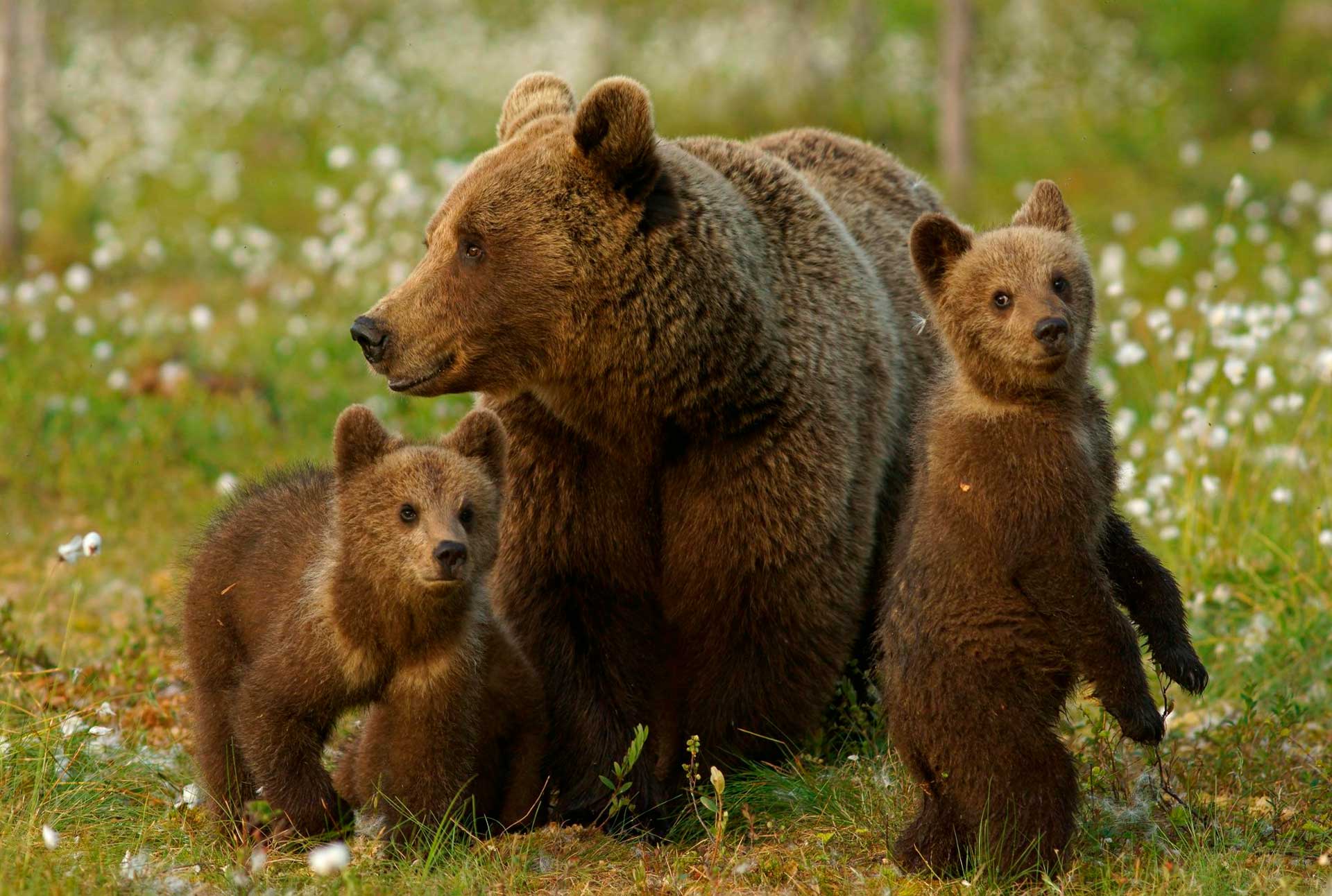 Brown Bear