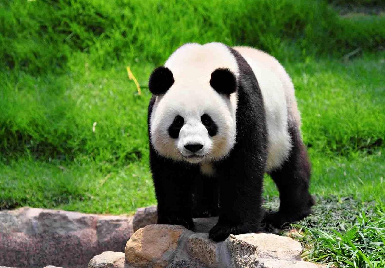 Giant Panda