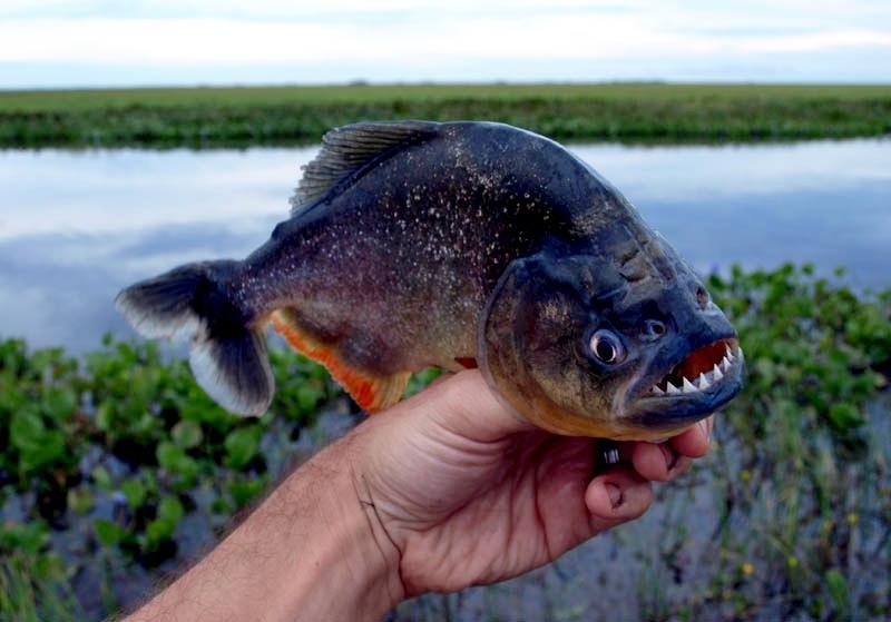 Piranhas can kill people