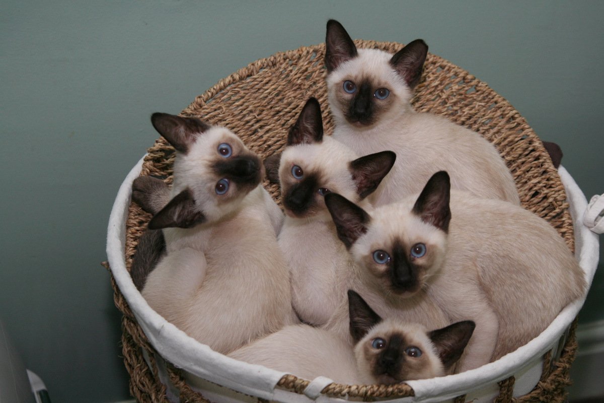  Numerous cat breeds are derived from the Siamese