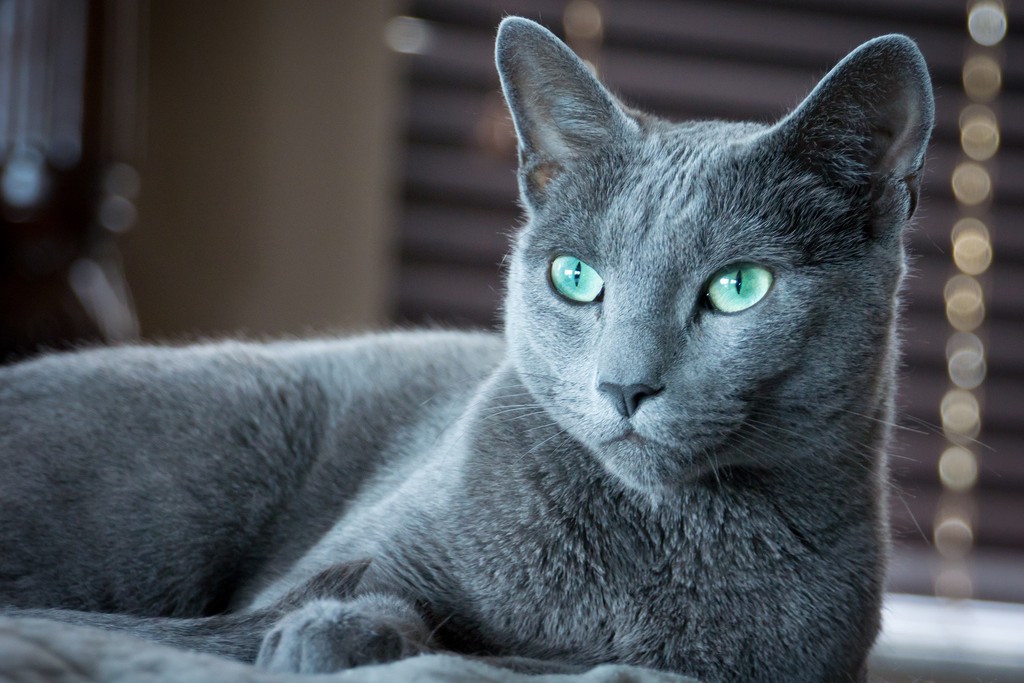 Russian Blue