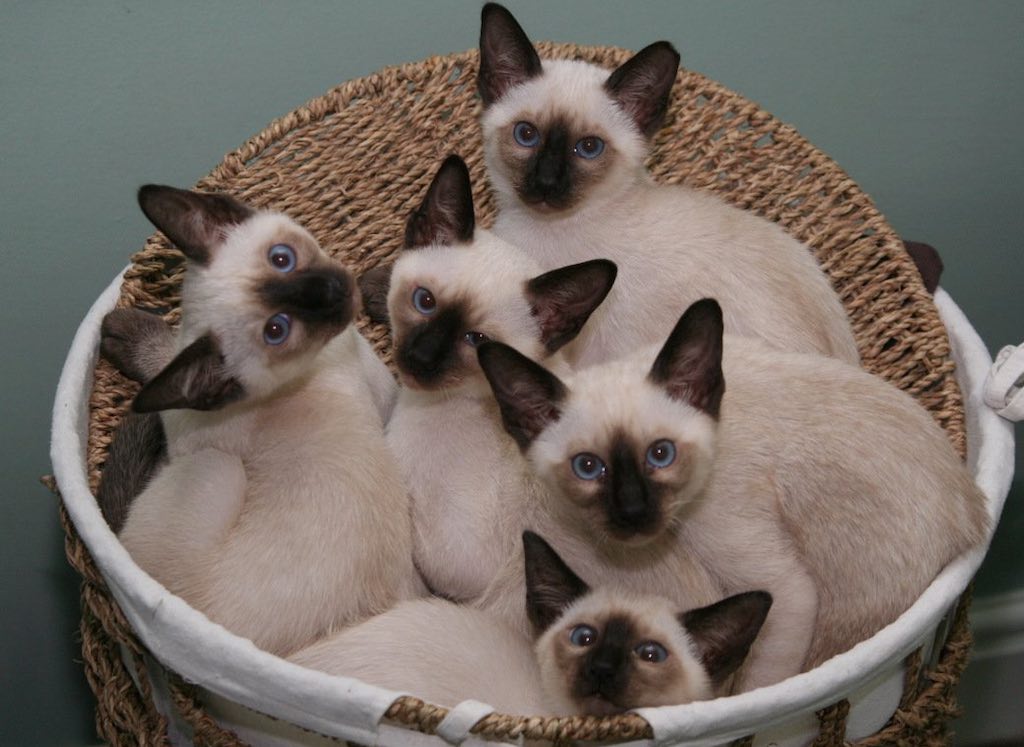 Siamese Cat