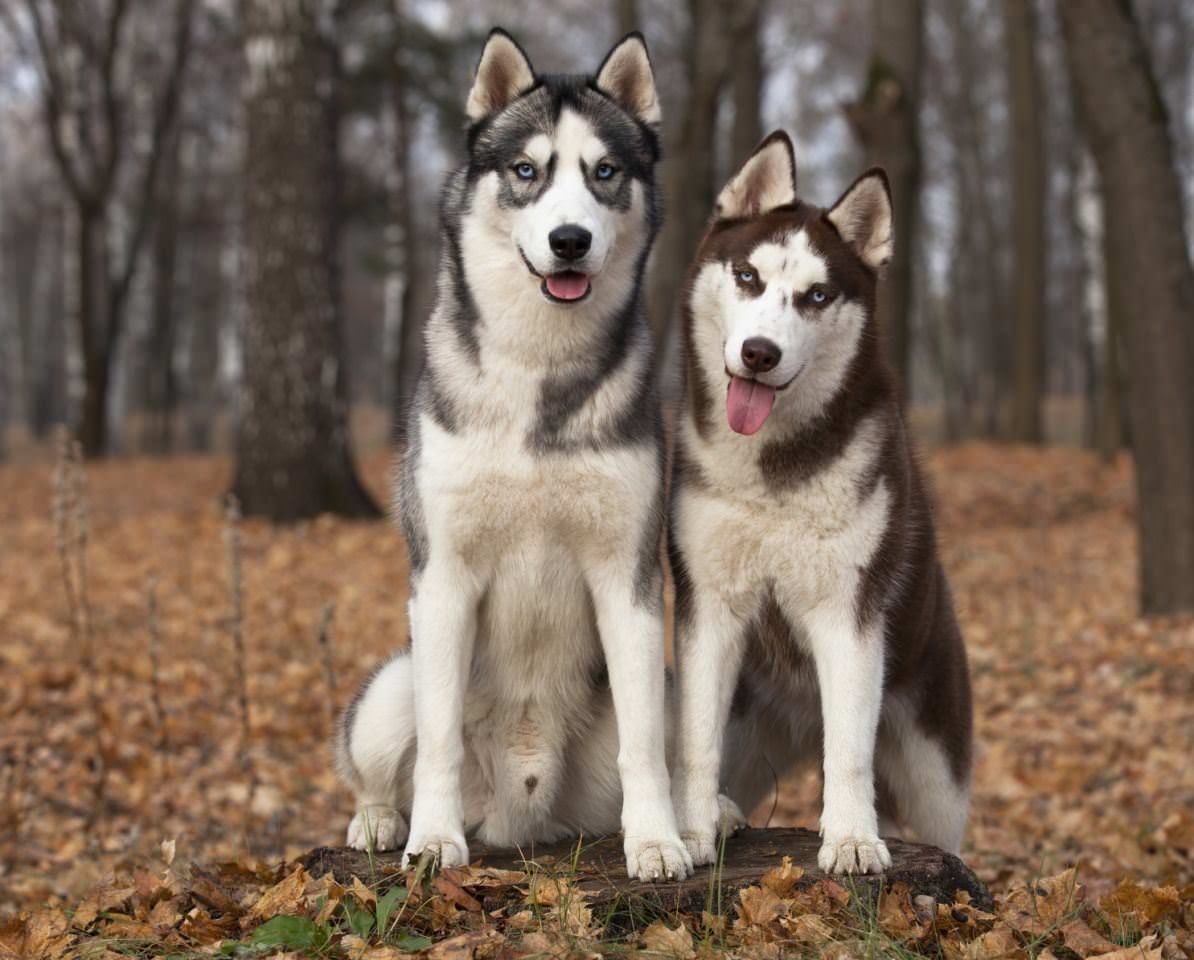 They aren’t to be confused with a similar-looking North American dog