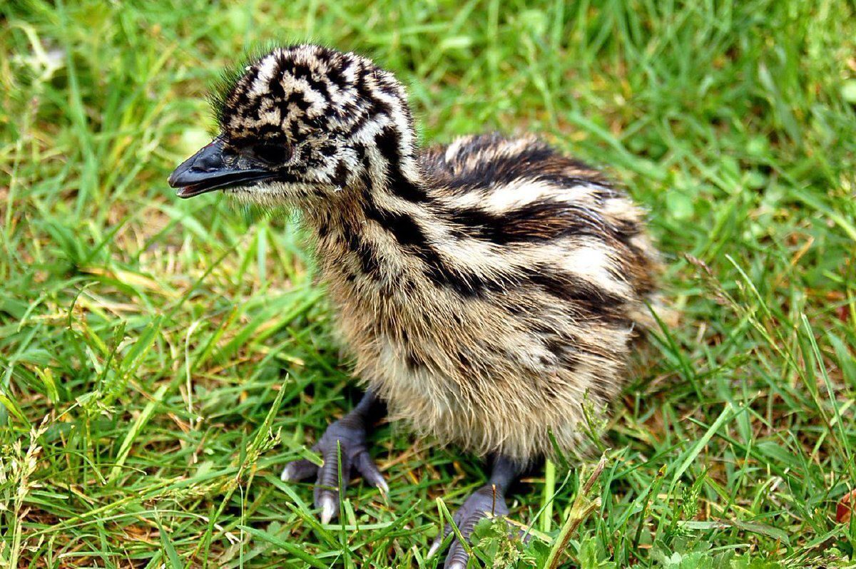 Only 2 types of birds are heavier than emus