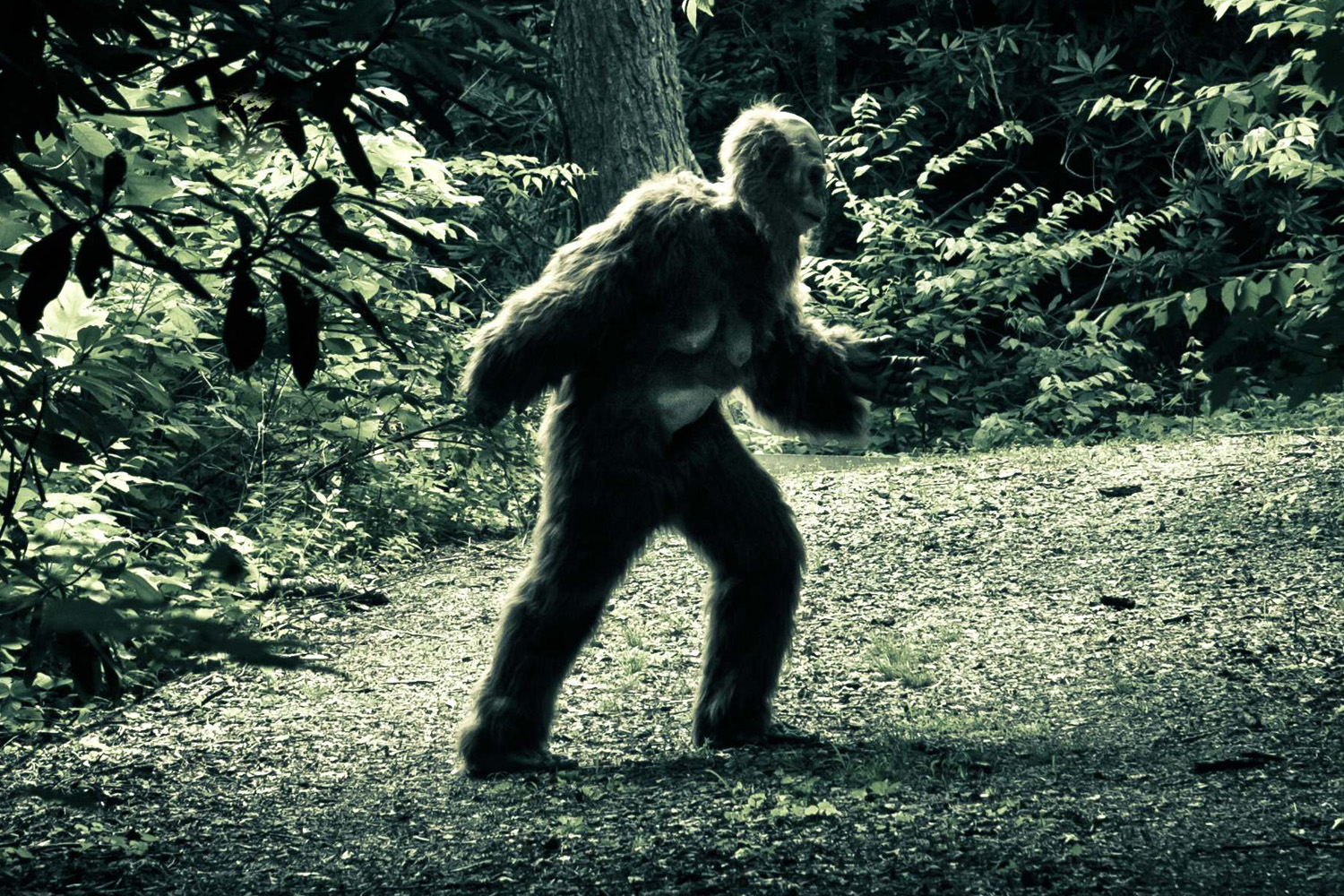 Bigfoot. Йети доргл. Лесные Йети. Лесной человек етти. Етти в лесу.